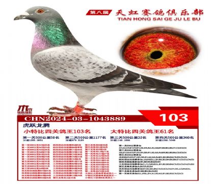 天虹小特比鴿王103名