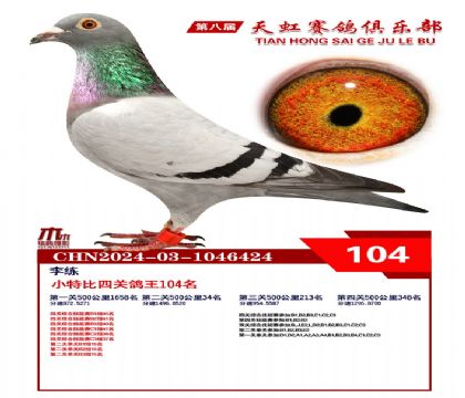 天虹小特比鴿王104名