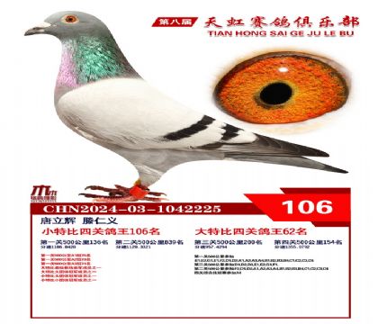 天虹小特比鴿王106名