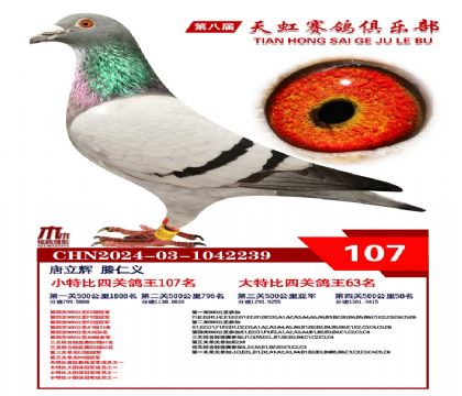 天虹小特比鴿王107名