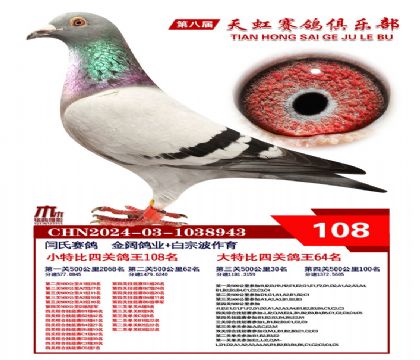 天虹小特比鴿王108名
