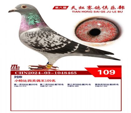 天虹小特比鴿王109名