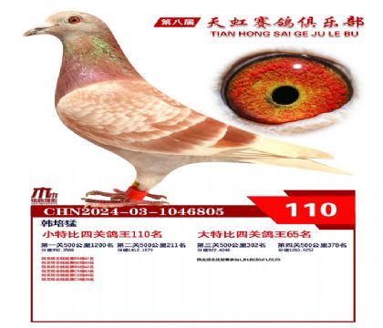 天虹小特比鴿王110名