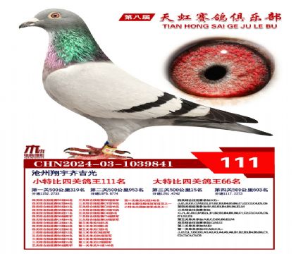 天虹小特比鴿王111名