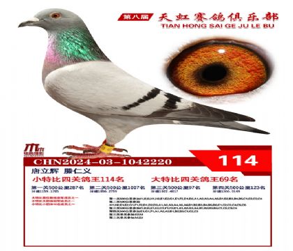 天虹小特比鴿王114名