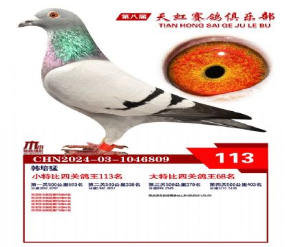 天虹小特比鴿王113名