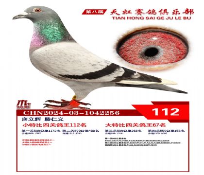 天虹小特比鴿王112名