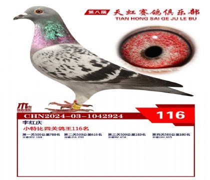 天虹小特比鴿王116名