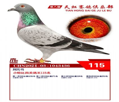 天虹小特比鴿王115名
