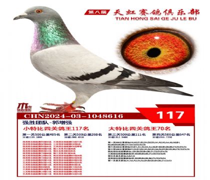 天虹小特比鴿王117名