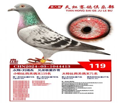 天虹小特比鴿王119名