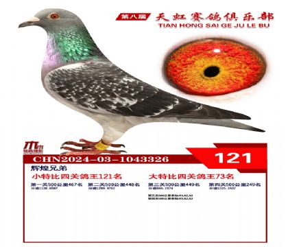 天虹小特比鴿王121名