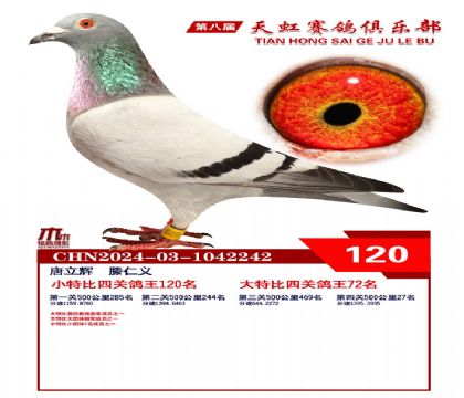 天虹小特比鴿王120名