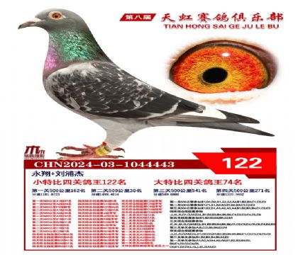 天虹小特比鴿王122名