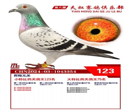 天虹小特比鴿王123名