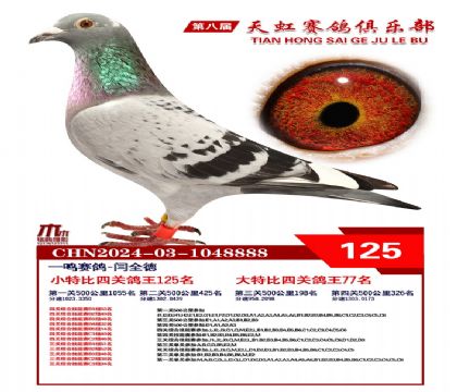 天虹小特比鴿王125名