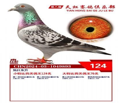 天虹小特比鴿王124名