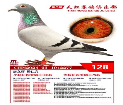 天虹小特比鴿王128名