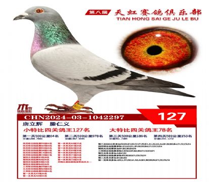 天虹小特比鴿王127名