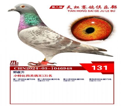 天虹小特比鴿王131名