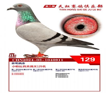 天虹小特比鴿王129名