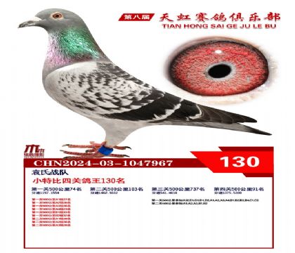 天虹小特比鴿王130名