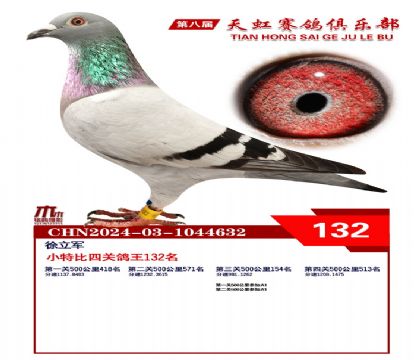 天虹小特比鴿王132名