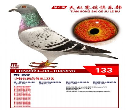 天虹小特比鴿王133名