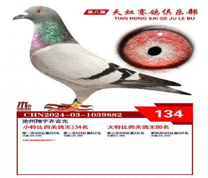 天虹小特比鴿王134名