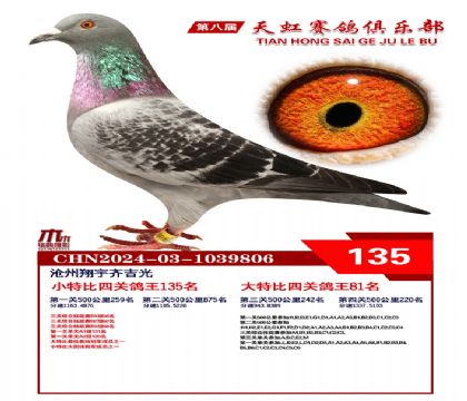 天虹小特比鴿王135名