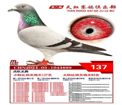 天虹小特比鴿王137名