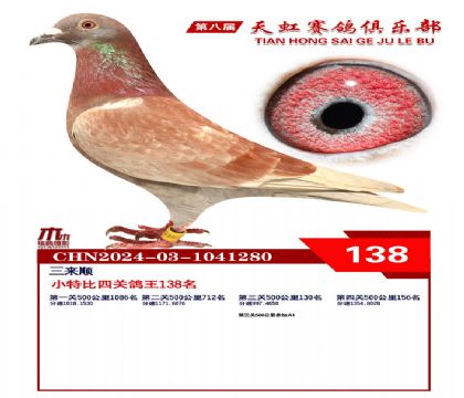 天虹小特比鴿王138名