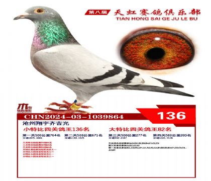 天虹小特比鴿王136名