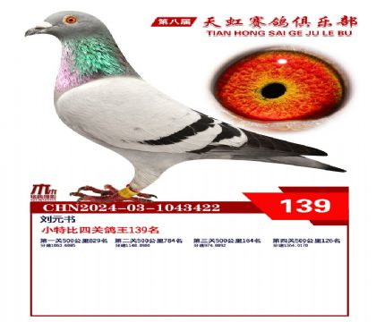 天虹小特比鴿王139名