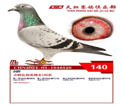 天虹小特比鴿王140名