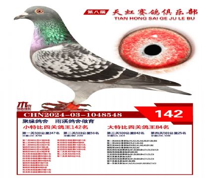 天虹小特比鴿王142名