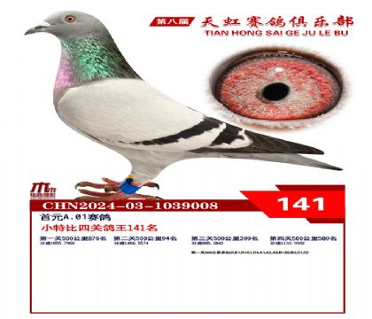 天虹小特比鴿王141名