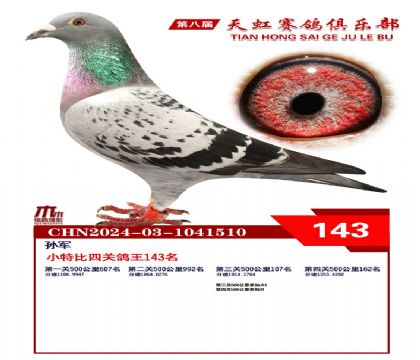 天虹小特比鴿王143名