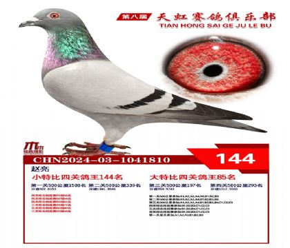 天虹小特比鴿王144名