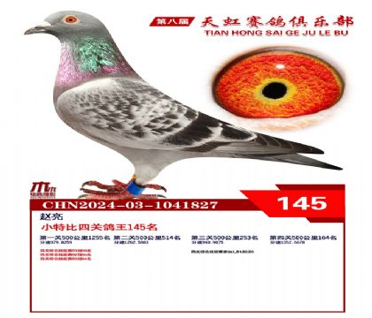 天虹小特比鴿王145名