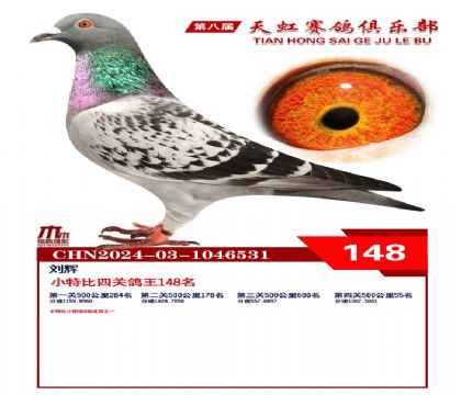 天虹小特比鴿王148名