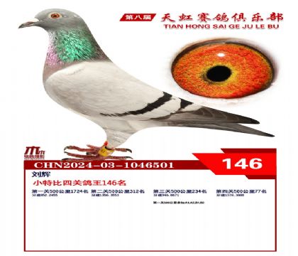 天虹小特比鴿王146名