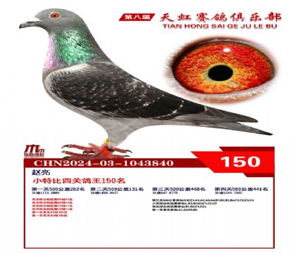 天虹小特比鴿王150名