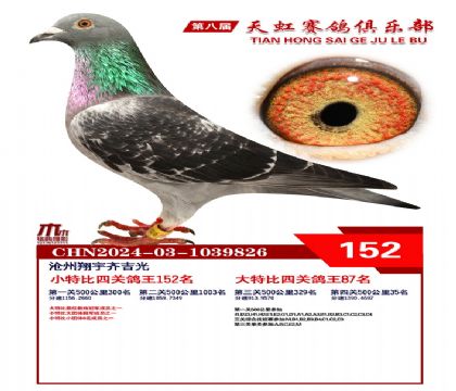 天虹小特比鴿王152名