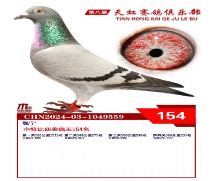 天虹小特比鴿王154名