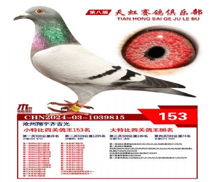 天虹小特比鴿王153名