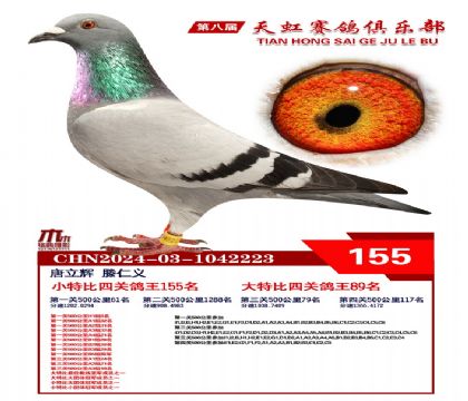 天虹小特比鴿王155名