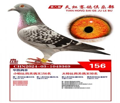 天虹小特比鴿王156名
