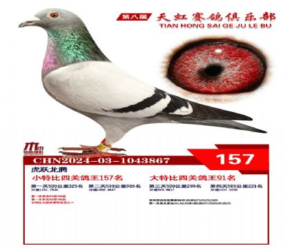 天虹小特比鴿王157名