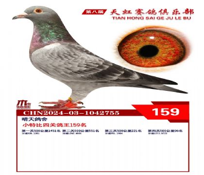 天虹小特比鴿王159名